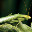 Mantodea of Iran: A review-based study