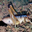 Studies on chevron crickets: Tryposoma ...