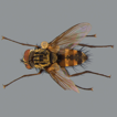﻿Parasitoid flies (Diptera, Tachinidae) i ...