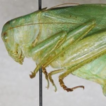 Calling songs and duets of two new species ...