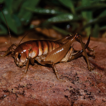 Studies on chevron crickets: Minarisoma ...